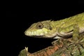 Anaimalai spiny lizard, Salea anamallayana, Agamidae at Anamudi shola National Park in Kerala, India