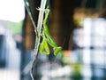 Baby Praying Mantis