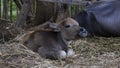 Cute Baby Buffalo or Baby Buffalo