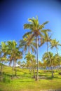 Anakena, a white coral sand beach Royalty Free Stock Photo