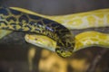 Anakonda and white python at the zoo Royalty Free Stock Photo
