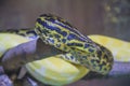 Anakonda and white python at the zoo Royalty Free Stock Photo