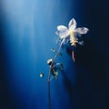 Analog Beauty: Capturing The Delicate Columbine In Soft Evening Light Royalty Free Stock Photo