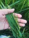 Lush Green Rice Paddy in Beautiful Human Hand Royalty Free Stock Photo