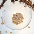 Analysis of soybeans for production. Food laboratory.