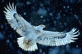 An anamorph bald eagle flying with a spatulate, high quality, high resolution Royalty Free Stock Photo
