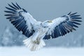 An anamorph bald eagle flying with a spatulate, high quality, high resolution Royalty Free Stock Photo