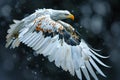 An anamorph bald eagle flying with a spatulate, high quality, high resolution Royalty Free Stock Photo