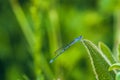 Anamorphic blue dragonfly Arrow Southern Coenagrion mercuriale