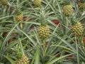 Anana Ananas Corona. Small baby pineapple growing up with green background Royalty Free Stock Photo