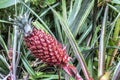 Ananas bracteatus red pineapple, pink pineapple is a exotic species of the pineapple Royalty Free Stock Photo