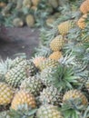 Pineapple sell in Bedali traditional market