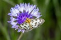 Anania hortulata butterfly on a cornflower 01 Royalty Free Stock Photo