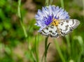 Anania hortulata butterfly on a cornflower