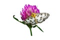 Anania hortulata butterfly on white with clover flower