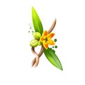 Anantamul - Hemidesmus indicus ayurvedic herb, flower. digital art illustration with text isolated on white. Healthy organic spa