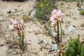 Ananuca flowers in Atacama desert, Chile