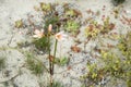 Ananuca flowers in Atacama desert, Chile