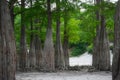 Swamp cypress grove on the Lake Sukko near Anapa