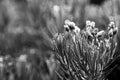 Anaphalis Javanica /Edelweis flower from Papandayan mountain Black and white photo