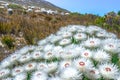 Anaphalis margaritacea western pearly everlasting flowers in bloom in summer Royalty Free Stock Photo