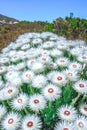 Anaphalis margaritacea western pearly everlasting flowers in bloom in summer Royalty Free Stock Photo