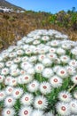 Anaphalis margaritacea western pearly everlasting flowers in bloom in summer Royalty Free Stock Photo