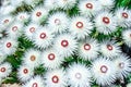 Anaphalis margaritacea western pearly everlasting flowers in bloom in summer Royalty Free Stock Photo