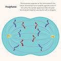 Anaphase of mitosis vector Royalty Free Stock Photo