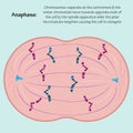 Anaphase of mitosis vector Royalty Free Stock Photo