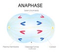 Anaphase is the phase of the cell cycle. Royalty Free Stock Photo