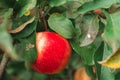 An anapple growing on a branch in the garden, saturated with the sun, gardening, picking, fresh fruits Royalty Free Stock Photo