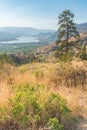 Desert plants ponderosa pine and view of Osoyoos from Anarchist Mountain