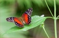 Anartia amathea