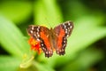 Anartia amathea Royalty Free Stock Photo