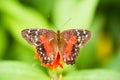 Anartia amathea Royalty Free Stock Photo