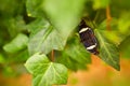 Anartia fatima, black red butterfly sitting on the green leaves in the nature habitat. banded peacock, is a butterfly in Costa Royalty Free Stock Photo