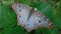 anartia jatrophae Royalty Free Stock Photo