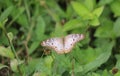 Anartia jatrophae butterfly with open wings Royalty Free Stock Photo