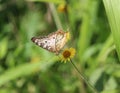 Anartia jatrophae feeding. Trying a different angle view. Royalty Free Stock Photo