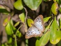 Anartia jatrophae, the white peacock Royalty Free Stock Photo