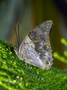 Anartia jatrophae,white peacock, butterfly Royalty Free Stock Photo