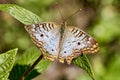 Anartia jatrophae the white peacock with open wings on green leaf. Royalty Free Stock Photo