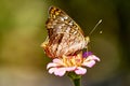 Anartia jatrophae the white peacock with partial closed wings on pink Zinnia flower.. Royalty Free Stock Photo