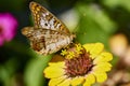 Anartia jatrophae the white peacock with partial closed wings on yellow Zinnia flower.. Royalty Free Stock Photo