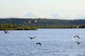 Anas acuta. A flock of Northern Pintail in the evening in the Arctic zone of Russia