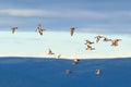 Anas clypeata, Northern Shoveler.