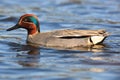 Anas crecca, Common Teal. Royalty Free Stock Photo