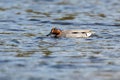 Anas crecca, Common Teal. Royalty Free Stock Photo