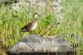 Anas crecca, Common Teal. Royalty Free Stock Photo